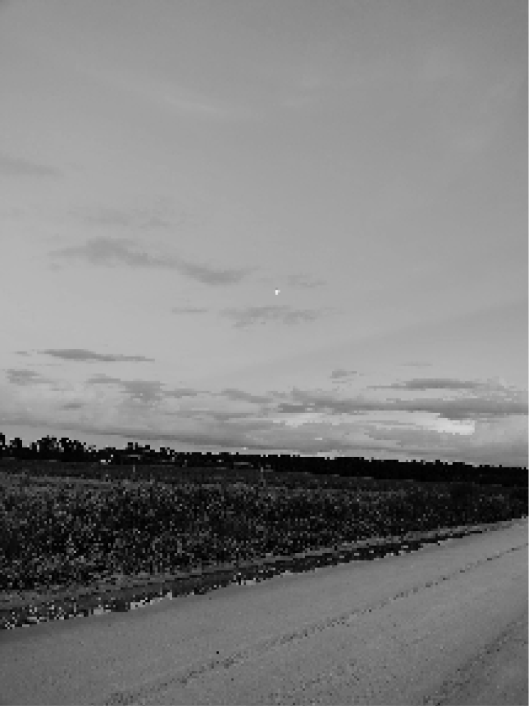 Sangaia field